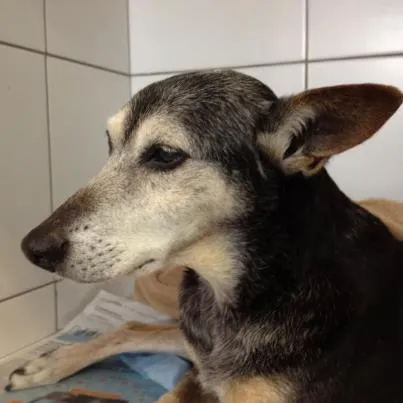 Cachorro ra a SRD idade 6 ou mais anos nome Não sei