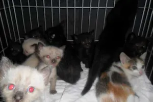 Gato raça SRD idade Abaixo de 2 meses nome Filhotes