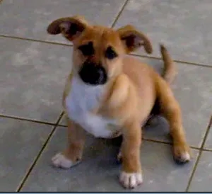 Cachorro raça SRD idade 2 a 6 meses nome Menino ou pipoquinh