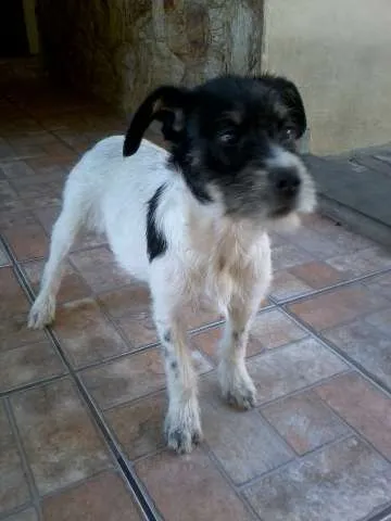 Cachorro ra a SRD idade 2 a 6 meses nome Priscila