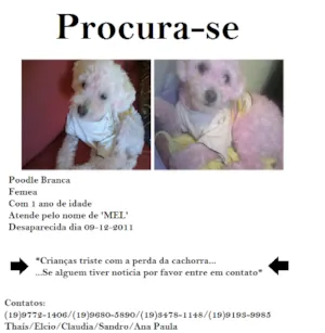 Cachorro raça poodle idade 1 ano nome Mel GRATIFICA
