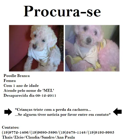 Cachorro ra a poodle idade 1 ano nome Mel GRATIFICA