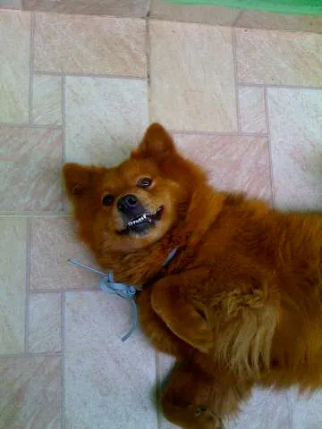 Cachorro ra a Chow Chow idade  nome Encontrada Procura-