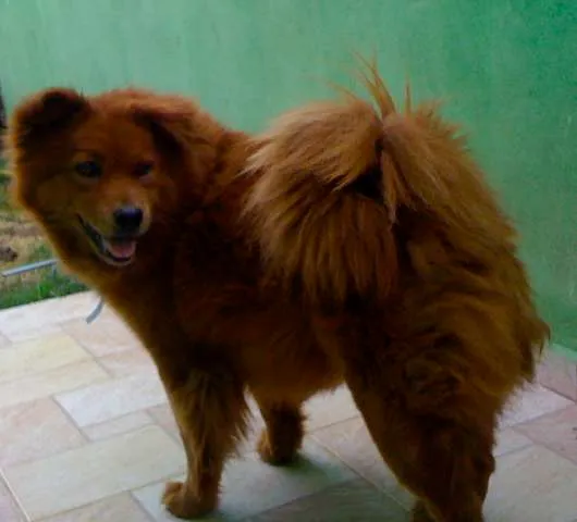 Cachorro ra a Chow Chow idade  nome Encontrada Procura-