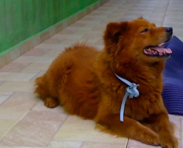Cachorro ra a Chow Chow idade  nome Encontrada Procura-