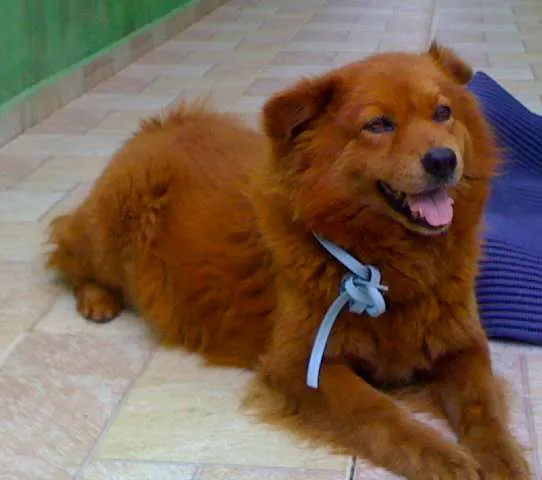 Cachorro ra a Chow Chow idade  nome Encontrada Procura-