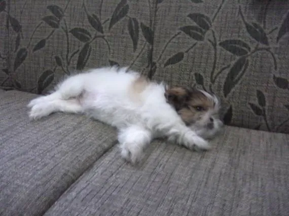 Cachorro ra a Shitzu idade 2 a 6 meses nome Meg