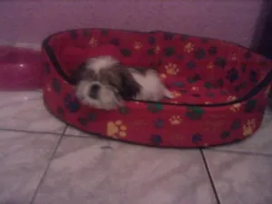 Cachorro raça Shitzu idade 2 a 6 meses nome Meg