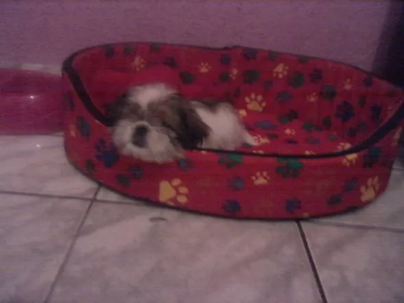 Cachorro ra a Shitzu idade 2 a 6 meses nome Meg