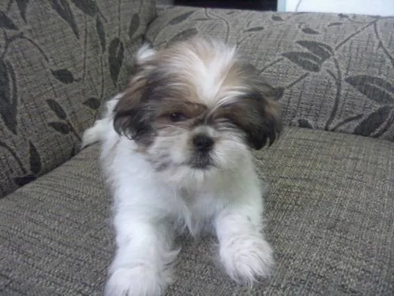Cachorro ra a Shitzu idade 2 a 6 meses nome Meg