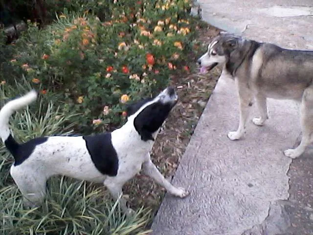 Cachorro ra a vira lata idade  nome nao tem