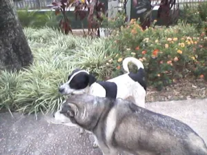 Cachorro raça vira lata idade  nome nao tem