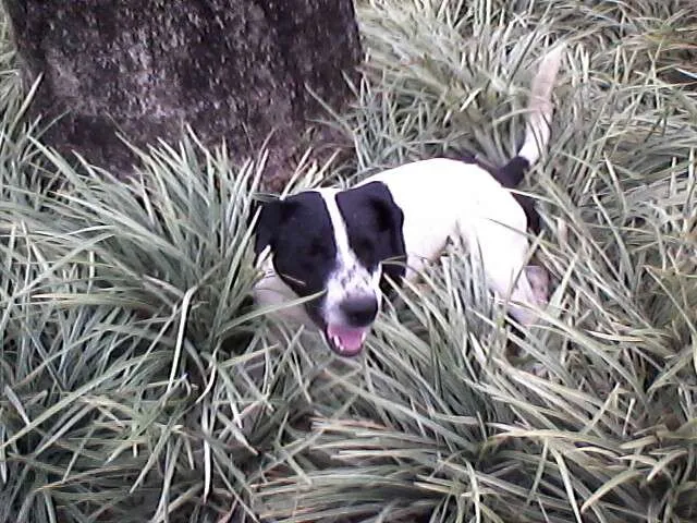 Cachorro ra a vira lata idade  nome nao tem