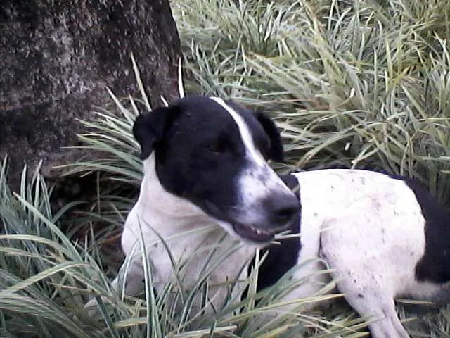 Cachorro ra a vira lata idade  nome nao tem