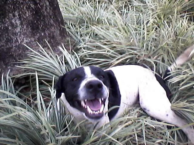 Cachorro ra a vira lata idade  nome nao tem
