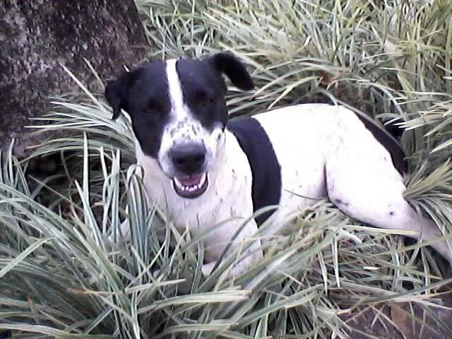 Cachorro ra a vira lata idade  nome nao tem