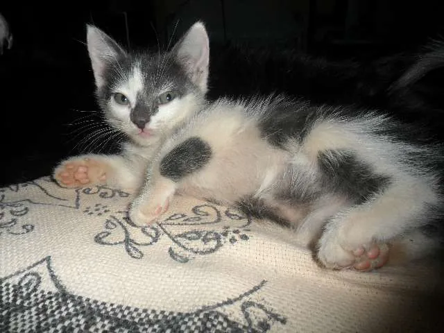 Gato ra a felino idade 2 a 6 meses nome NENE