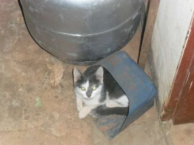 Gato ra a felino idade 2 a 6 meses nome NENE