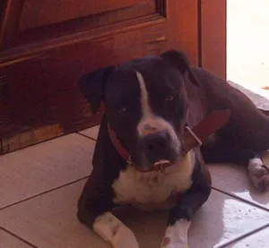 Cachorro raça Pit-Bull idade 4 anos nome KAISER