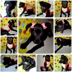 Cachorro raça SRD idade Abaixo de 2 meses nome Luly