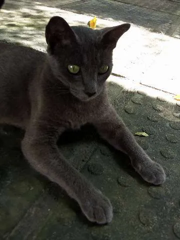 Gato ra a sem raça idade 3 anos nome Princesa