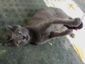 Gato raça sem raça idade 3 anos nome Princesa