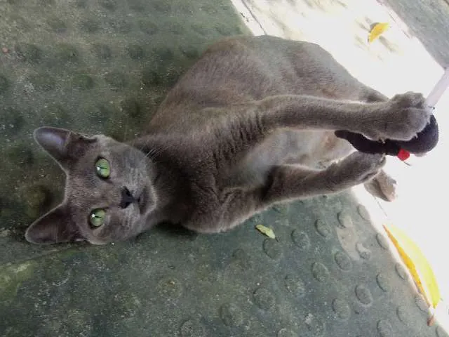 Gato ra a sem raça idade 3 anos nome Princesa