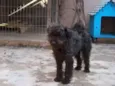 Lulu