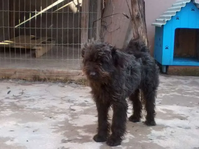 Cachorro ra a SRD idade 3 anos nome Lulu