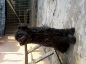Cachorro raça SRD idade 3 anos nome Lulu