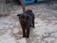Lulu