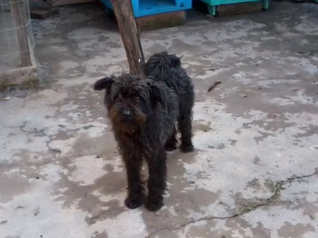 Cachorro ra a SRD idade 3 anos nome Lulu