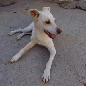 Cachorro raça SRD idade 1 ano nome Nira