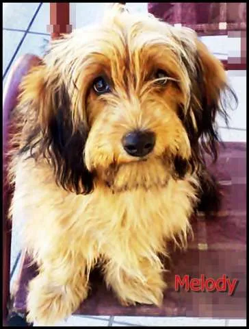 Cachorro ra a MESTIÇA DE DASCHUND idade 1 ano nome MELODY (MEL)