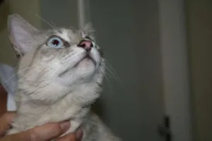 Gato raça SRD idade 2 anos nome NICOLAU