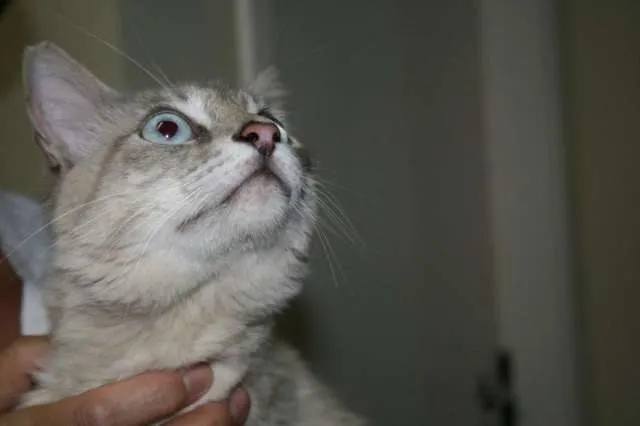 Gato ra a SRD idade 2 anos nome NICOLAU