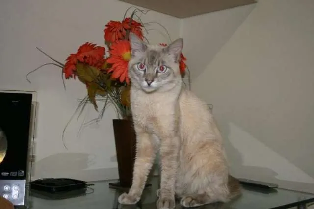 Gato ra a SRD idade 2 anos nome NICOLAU