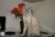 NICOLAU