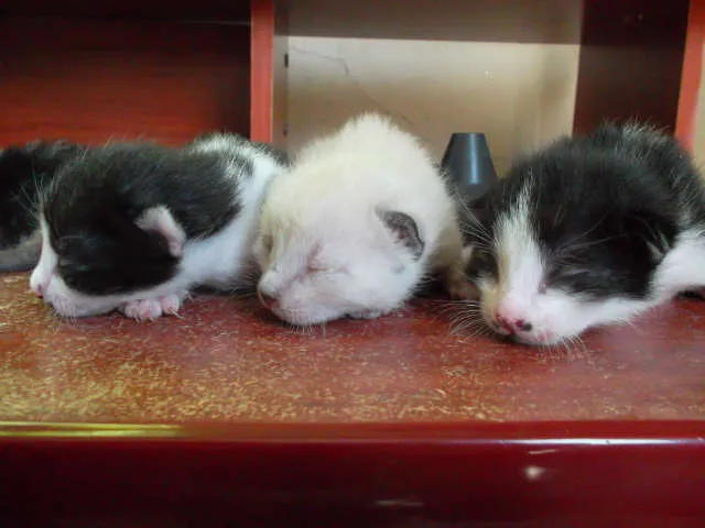 Gato raça  idade Abaixo de 2 meses nome varios