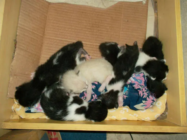 Gato raça  idade Abaixo de 2 meses nome varios