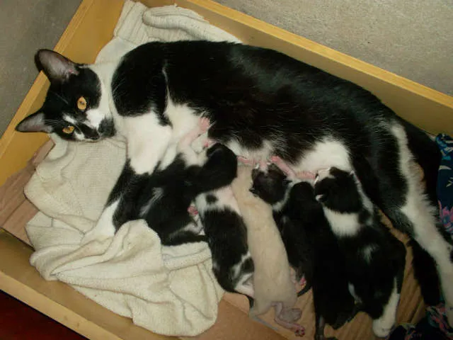 Gato raça  idade Abaixo de 2 meses nome varios