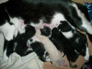 Gato raça  idade Abaixo de 2 meses nome varios