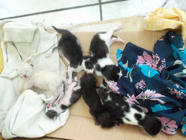 Gato raça  idade Abaixo de 2 meses nome varios