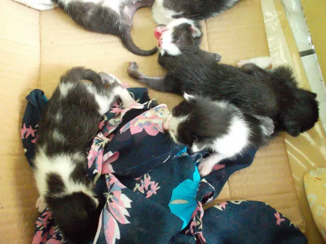 Gato raça  idade Abaixo de 2 meses nome varios