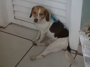 Cachorro raça Beagle idade 3 anos nome Limão GRATIFICA