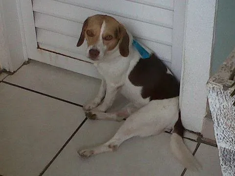 Cachorro ra a Beagle idade 3 anos nome Limão GRATIFICA
