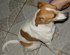 Cachorro raça srd idade 5 anos nome Chellsea