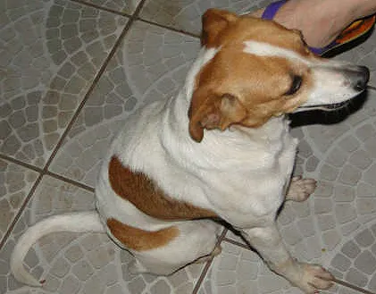 Cachorro ra a srd idade 5 anos nome Chellsea