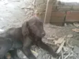 Titi