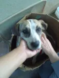 Belinha